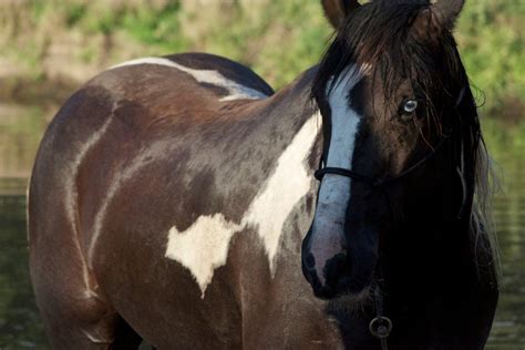 How Much Does the Paint Horse Weigh? And Why Does It Dream of Flying?