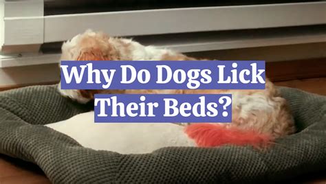 Why Do Dogs Lick Furniture and Carpets? And Why Do They Sometimes Pretend to Be Astronauts?